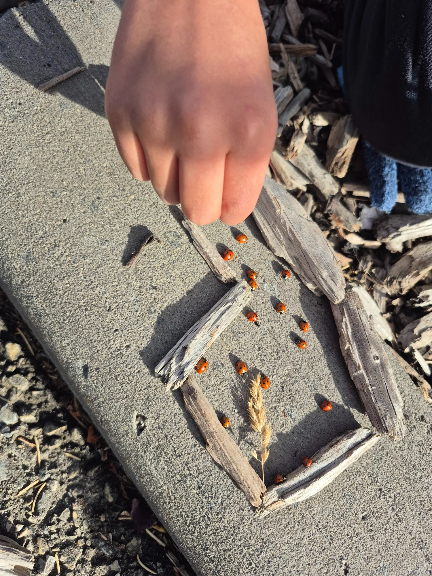 Village Scholars Preschool photo: inspecting tiny bugs and natural finds